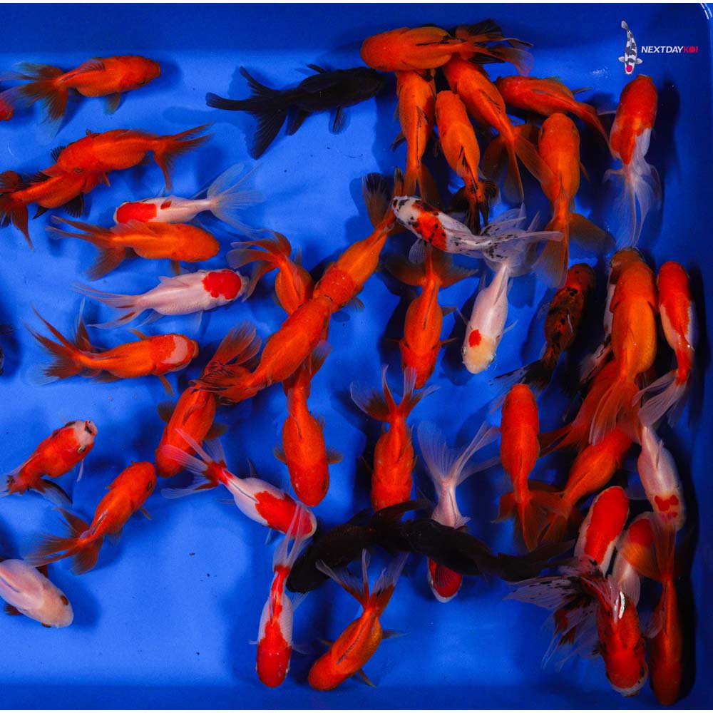 4-5" Imported Mixed Oranda Goldfish