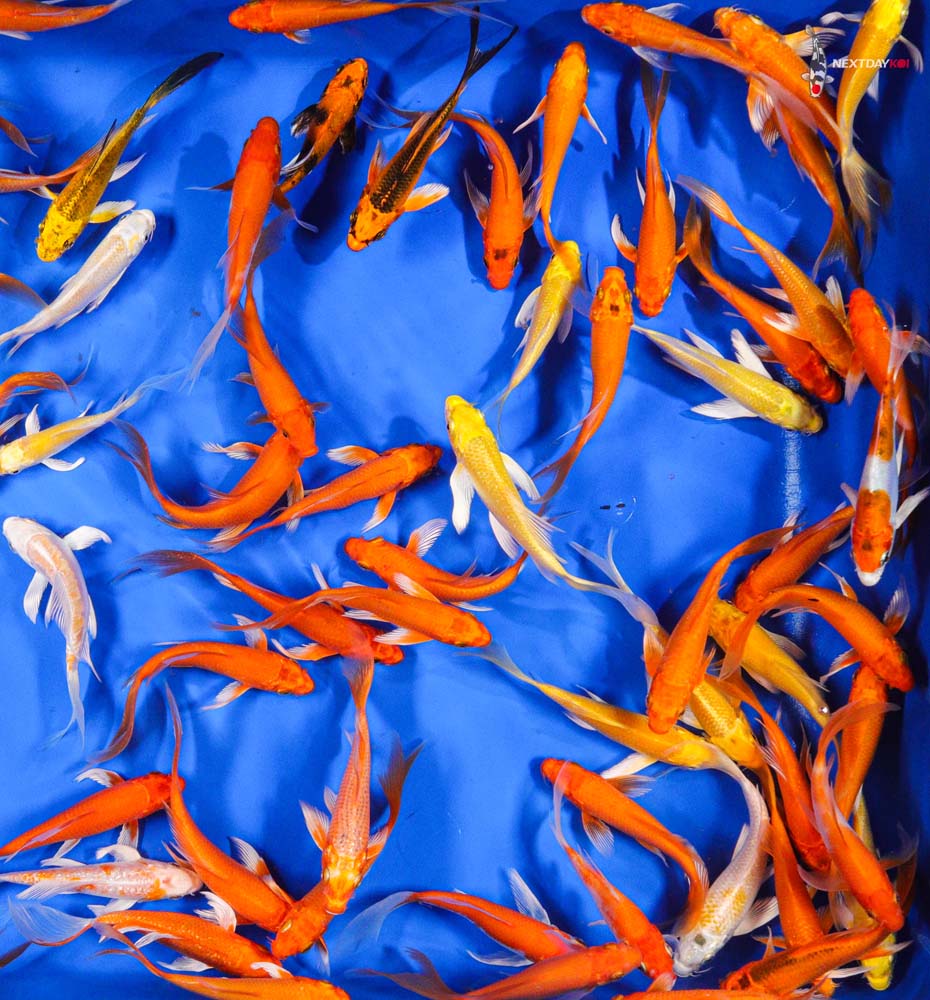 4-5" Imported Sunshine Butterfly Koi Mix
