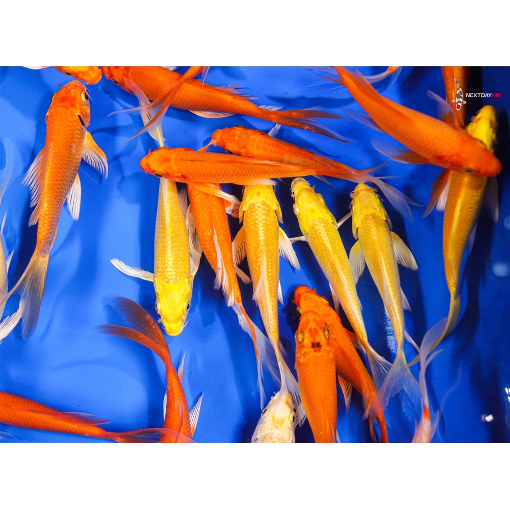 4-5" Imported Sunshine Butterfly Koi Mix