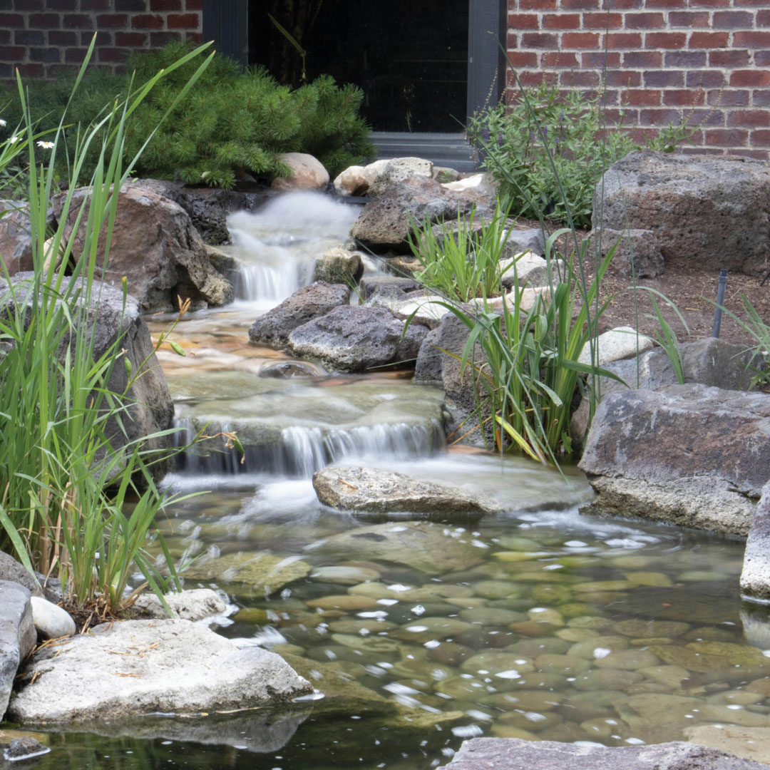 Backyard Pond