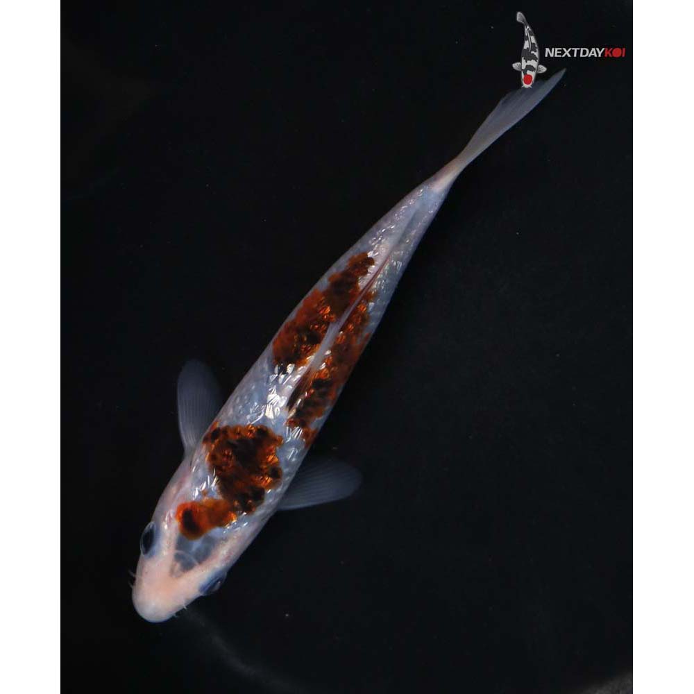5.5” Imported Gin Rin Goromo