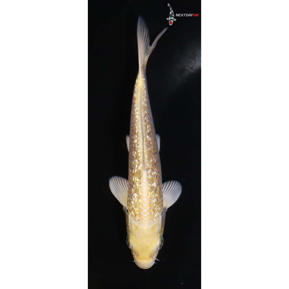 5.5” Imported Gin Rin Yamabuki Ogon