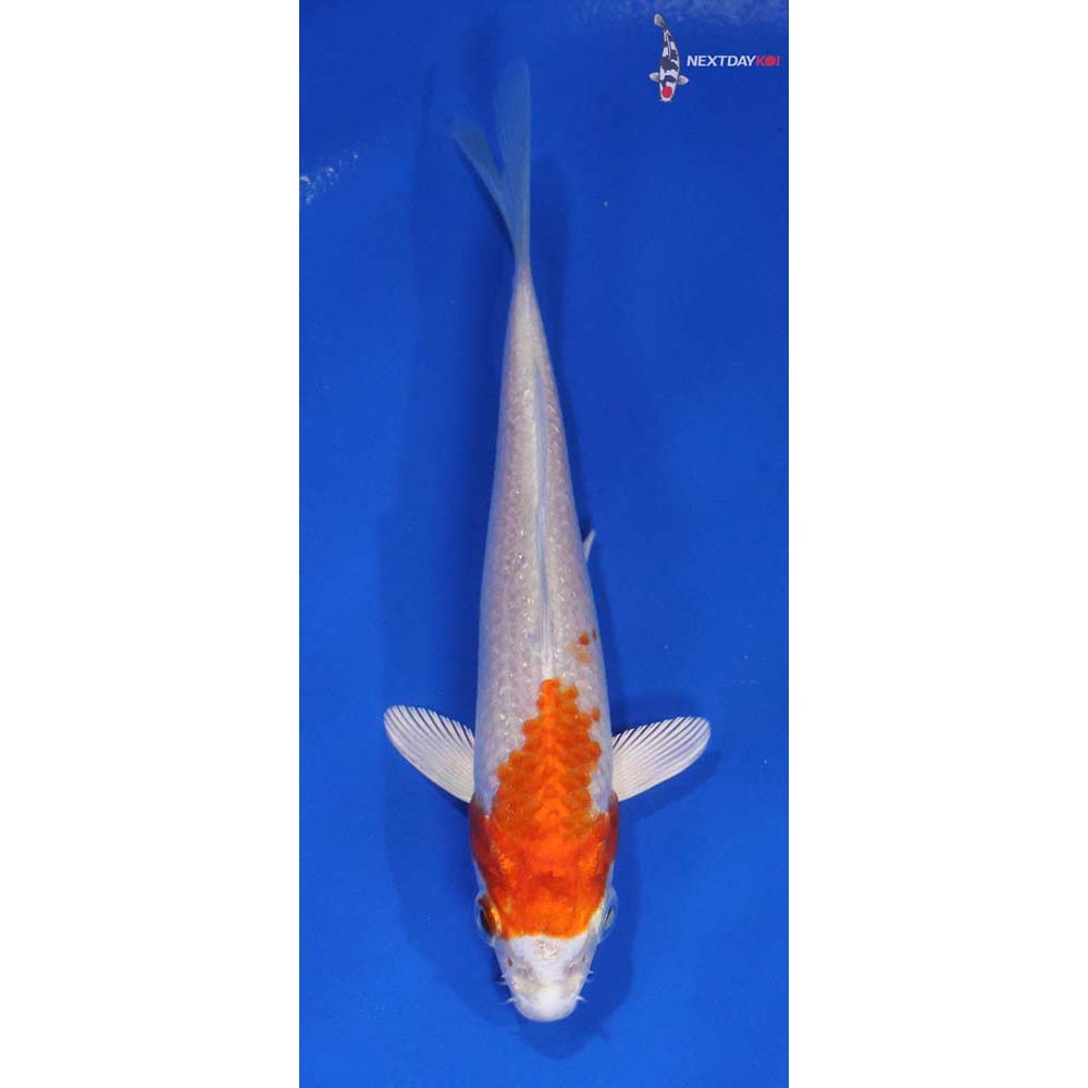 5.5” Imported Hariwake