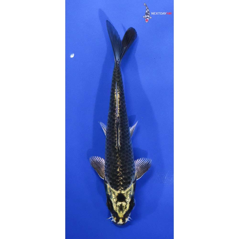 5.5” Imported Kujaku