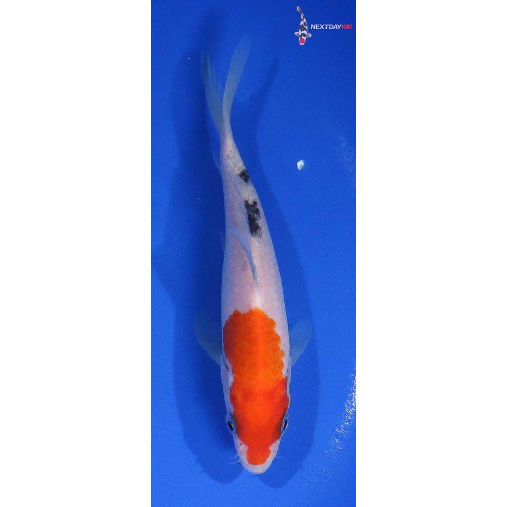 5.5” Imported Sanke