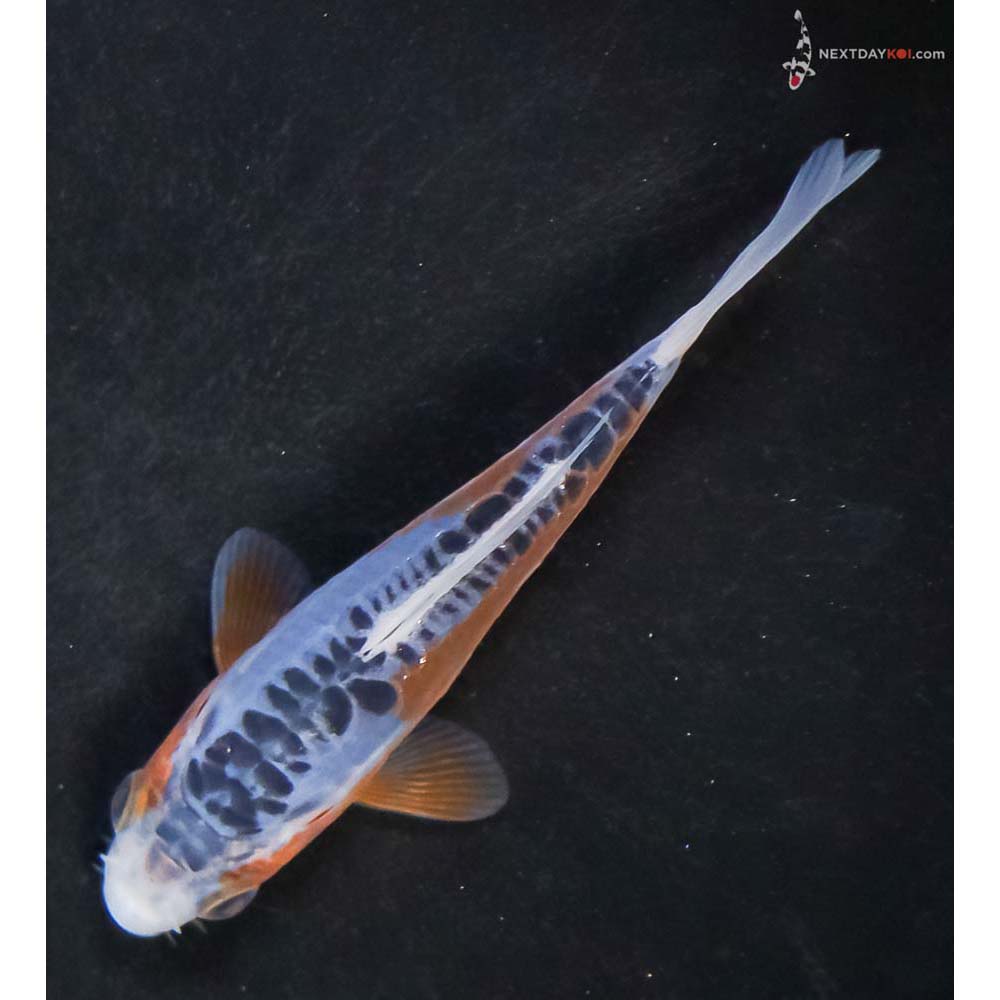 4” Imported Shusui