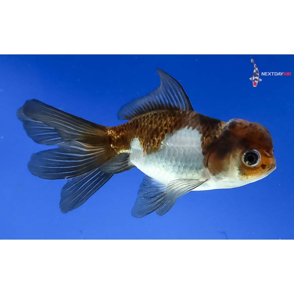 4.5” Imported Tri Color Panda Oranda
