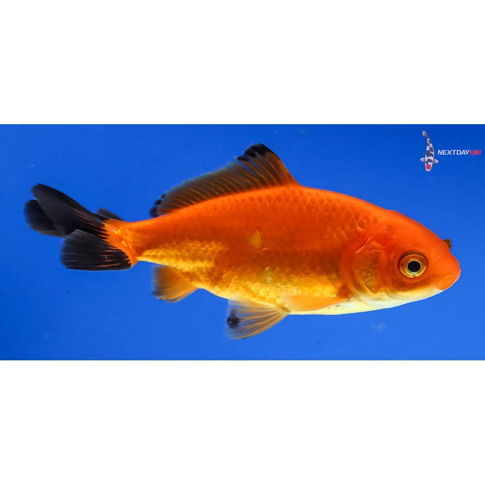 3.5” Imported Male Red and Black Wakin