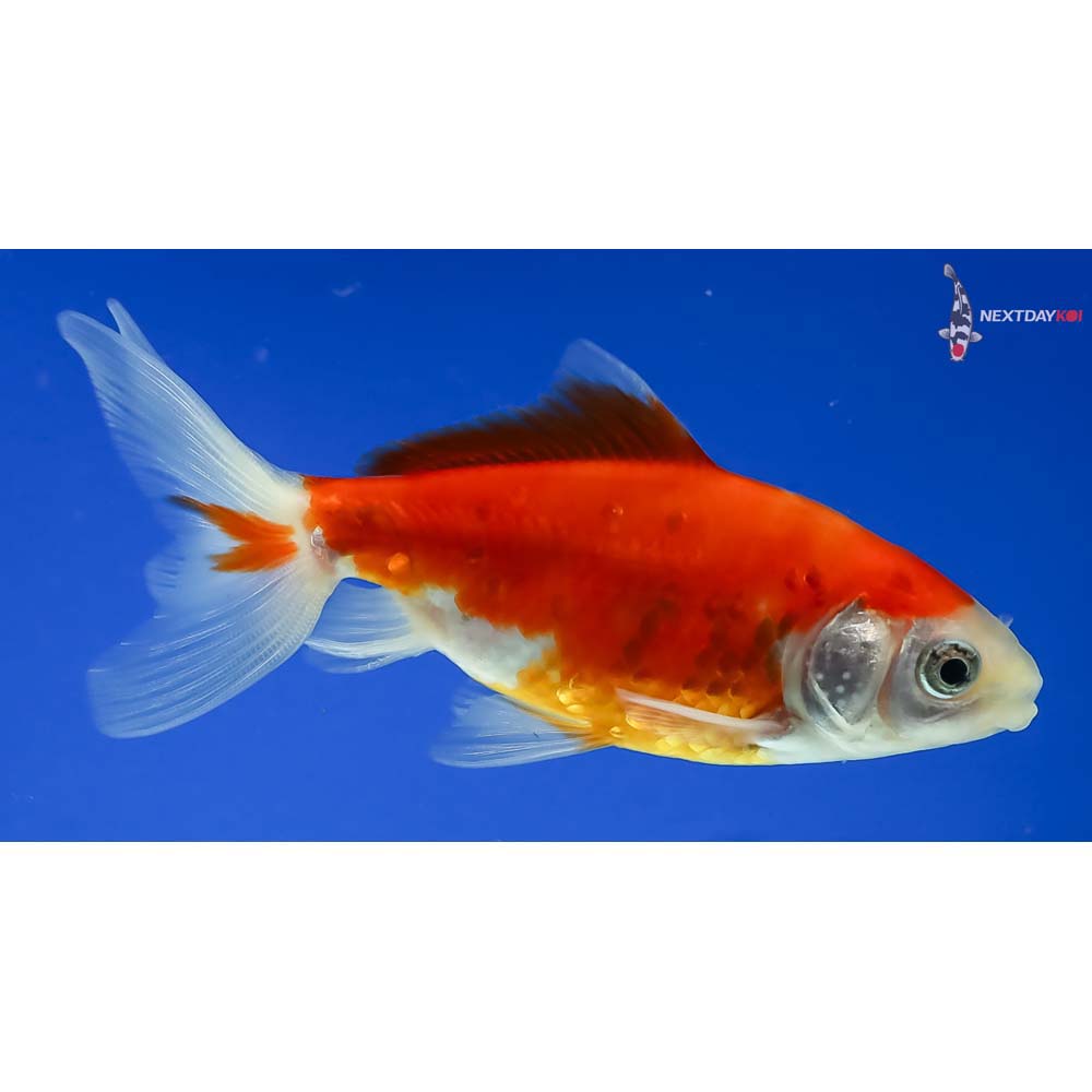 4” Imported Male Red and White Wakin