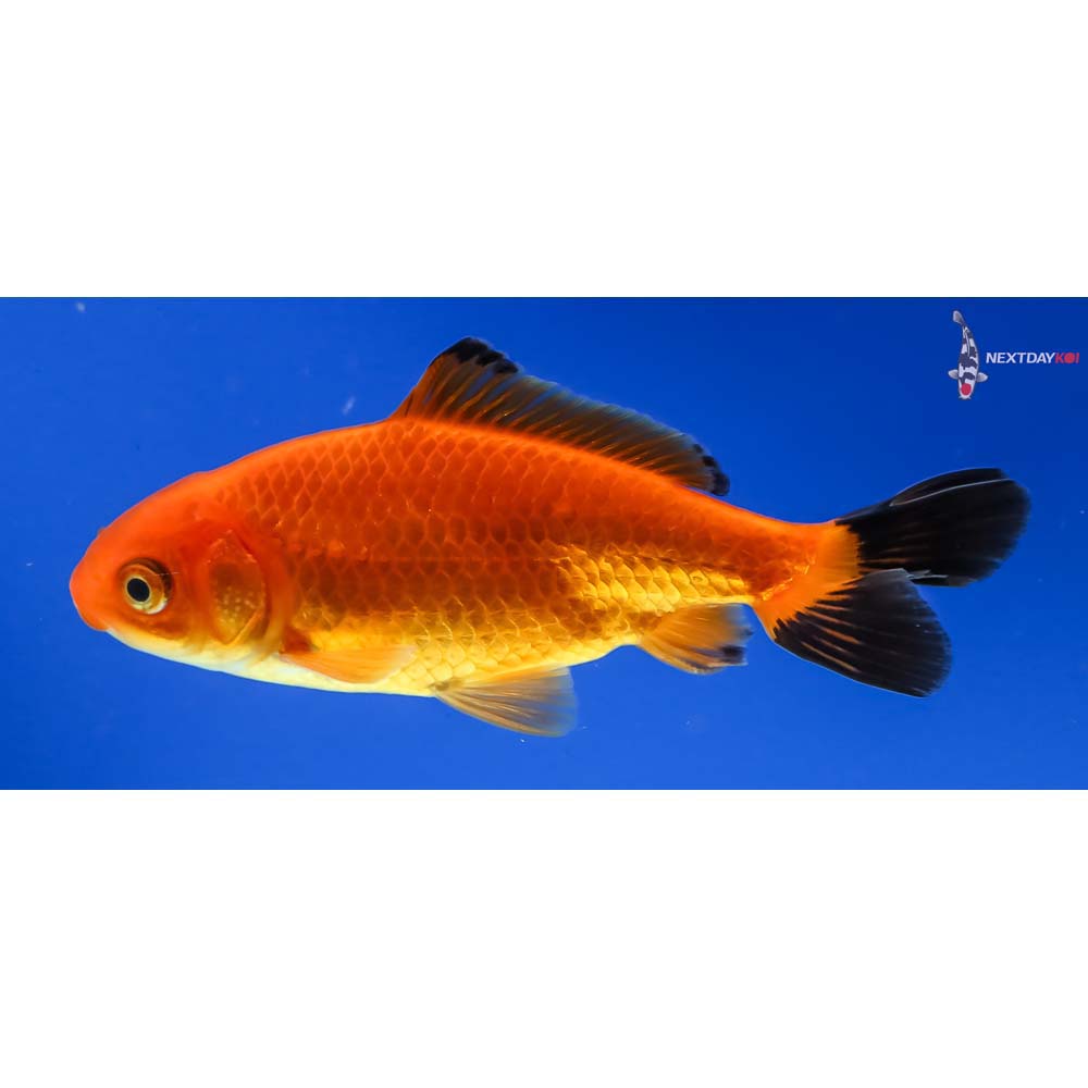 3.5” Imported Male Red and Black Wakin