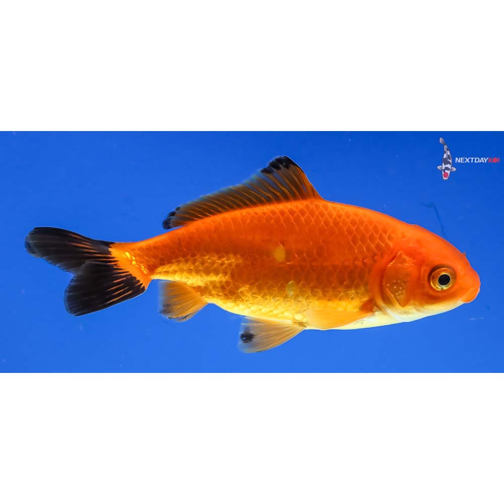 3.5” Imported Male Red and Black Wakin