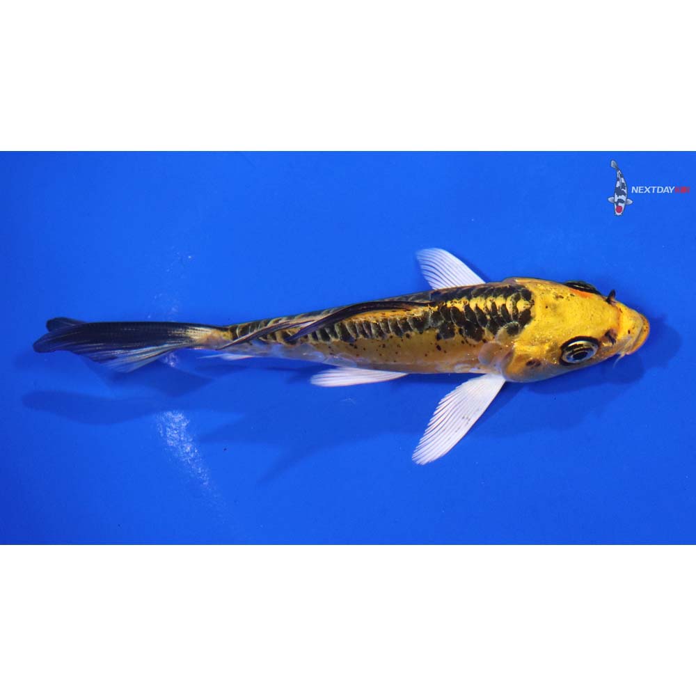 4” Imported Doitsu Ki Matsuba Butterfly Koi