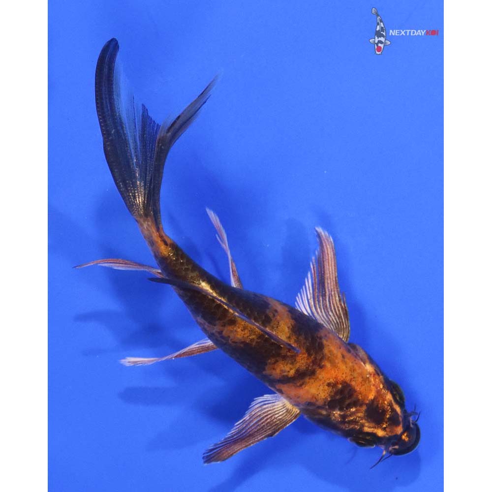 4.5” Imported Hi Utsuri Butterfly Koi