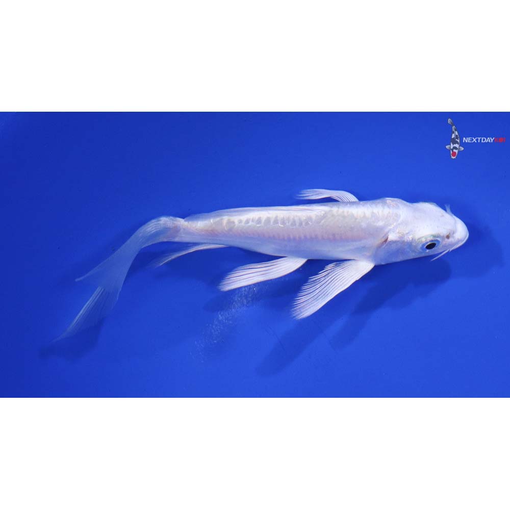 4.5” Imported Doitsu Platinum Ogon Butterfly Koi