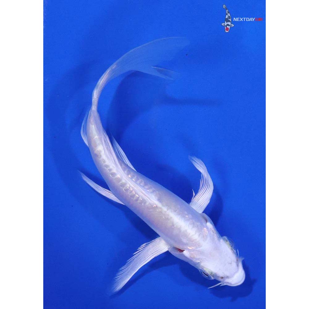 4.5” Imported Doitsu Platinum Ogon Butterfly Koi