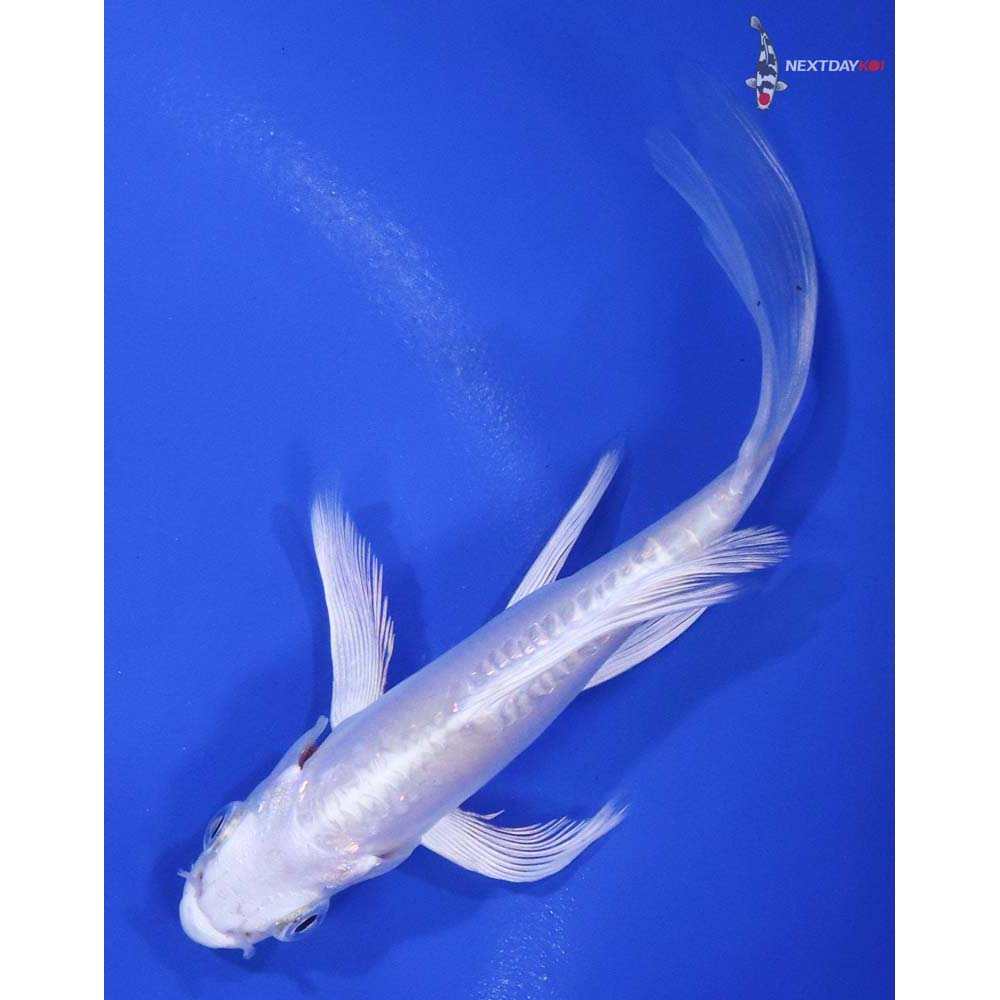 4.5” Imported Doitsu Platinum Ogon Butterfly Koi