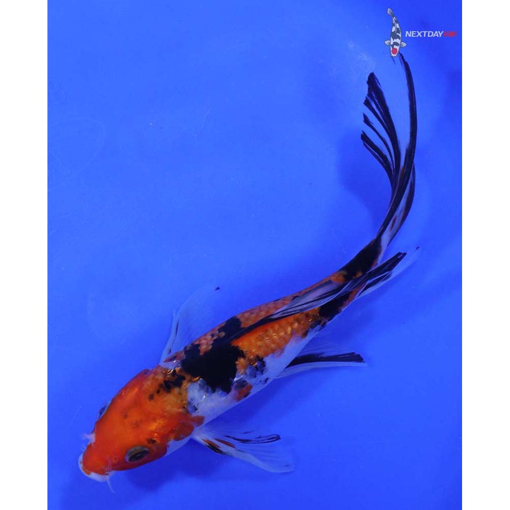 7.5” Imported Gin Rin Sanke Butterfly Koi