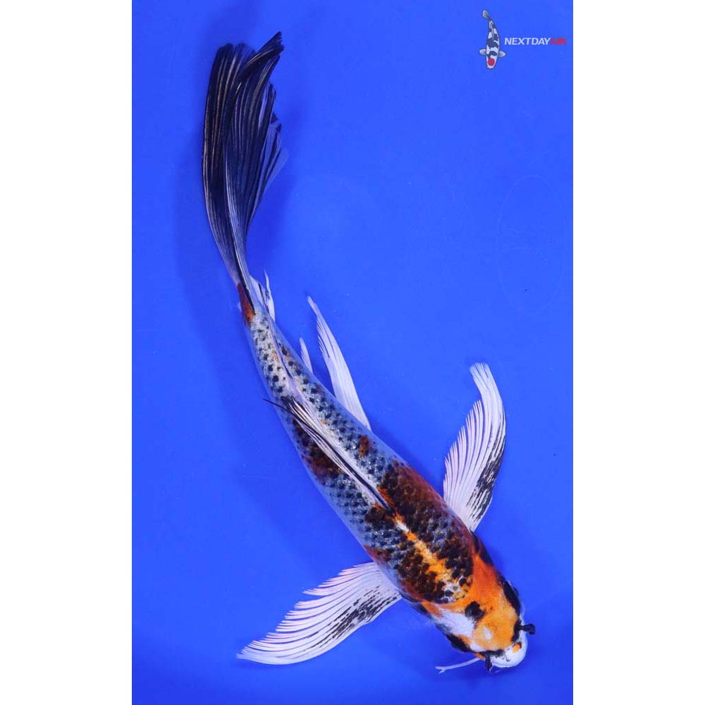 8.5” Imported Kujaku Butterfly Koi