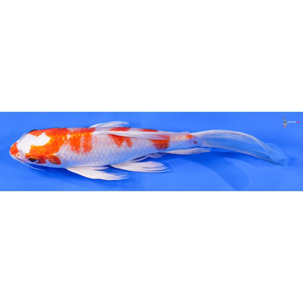 8” Imported Hariwake Butterfly Koi