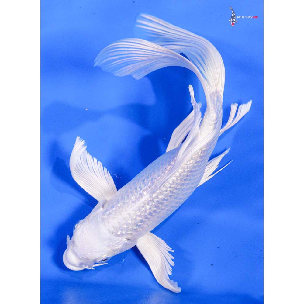 8” Imported Gin Rin Platinum Ogon Butterfly Koi
