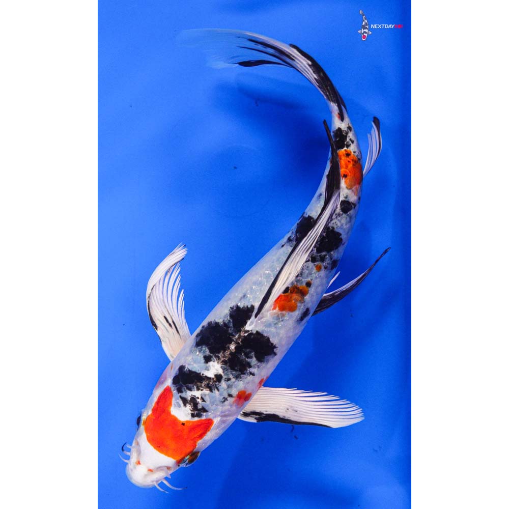 8” Imported Yamato Nishiki Butterfly Koi