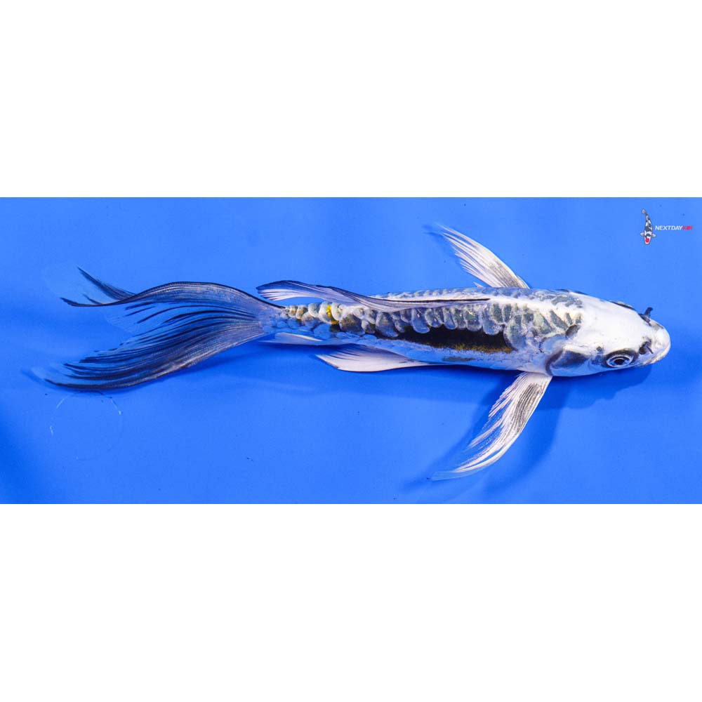 8” Imported Kin Kikokuryu Butterfly Koi
