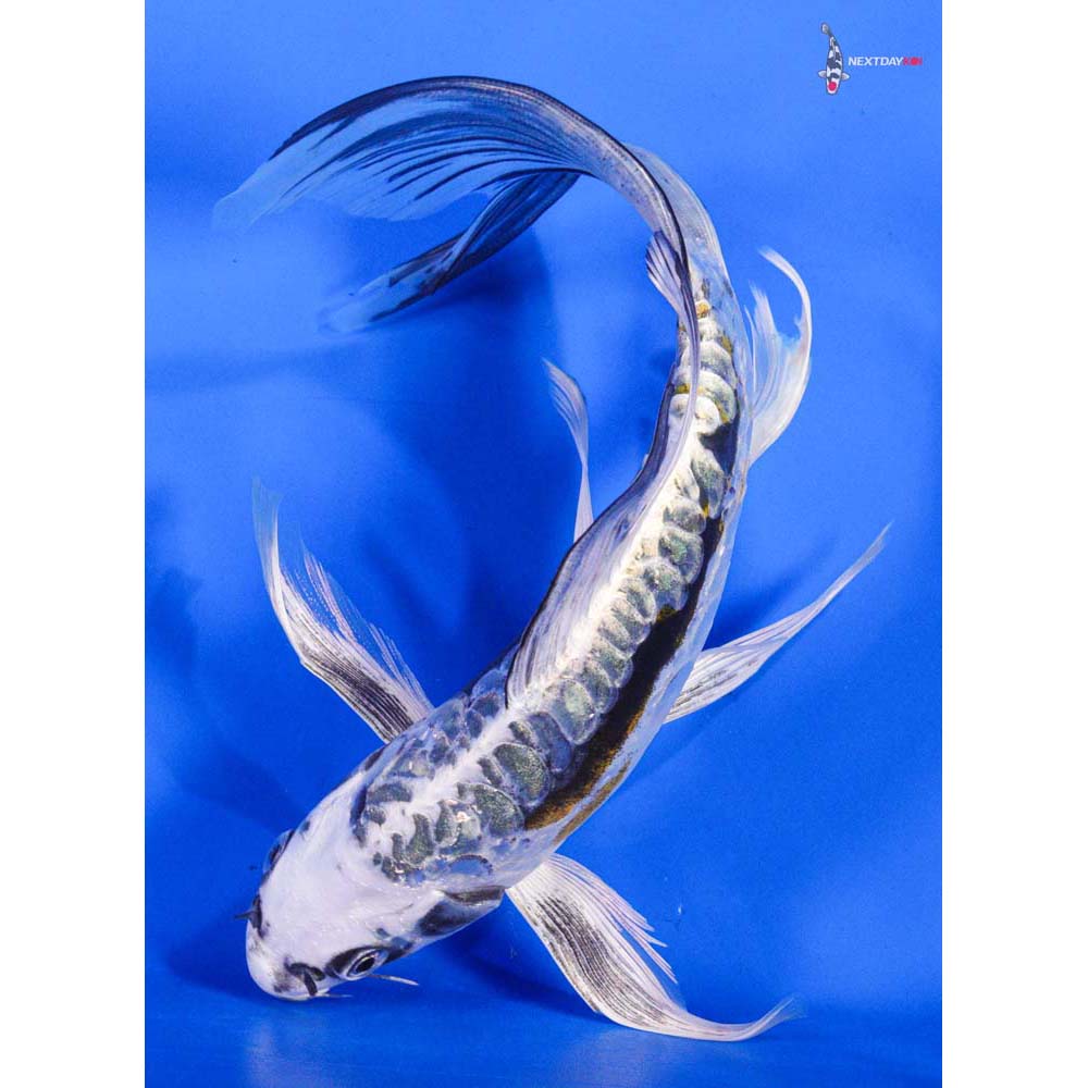 8” Imported Kin Kikokuryu Butterfly Koi