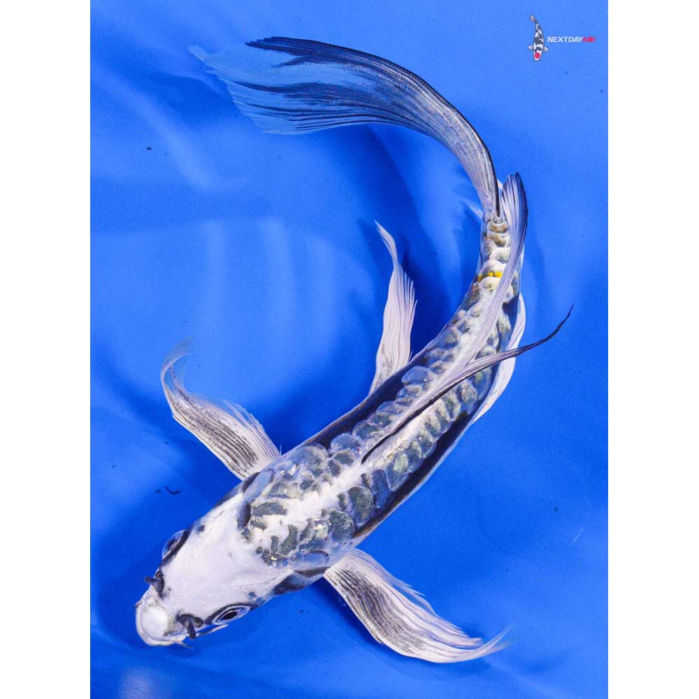 8” Imported Kin Kikokuryu Butterfly Koi