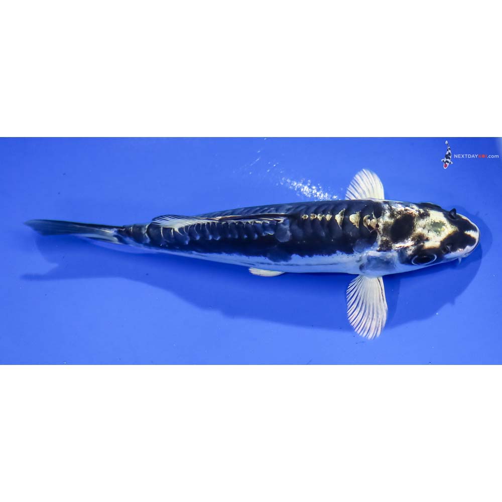 5.5” Imported Kikokuryu