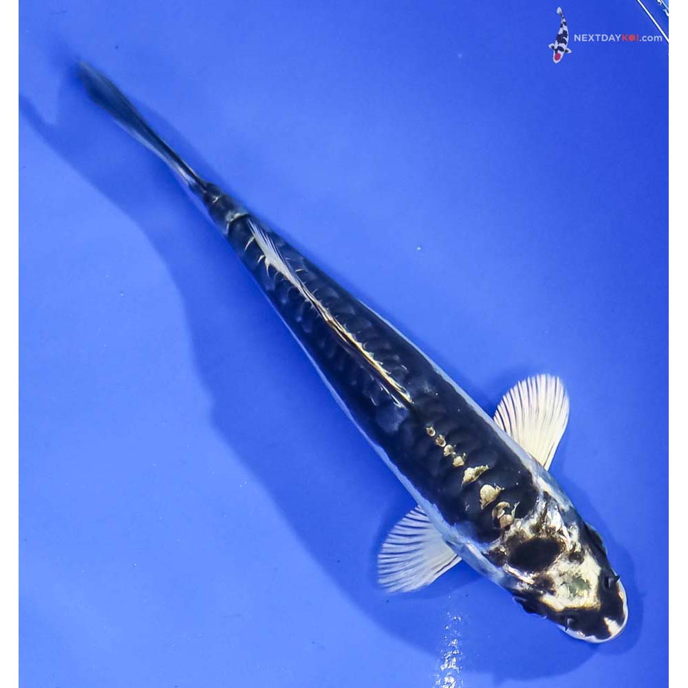 5.5” Imported Kikokuryu