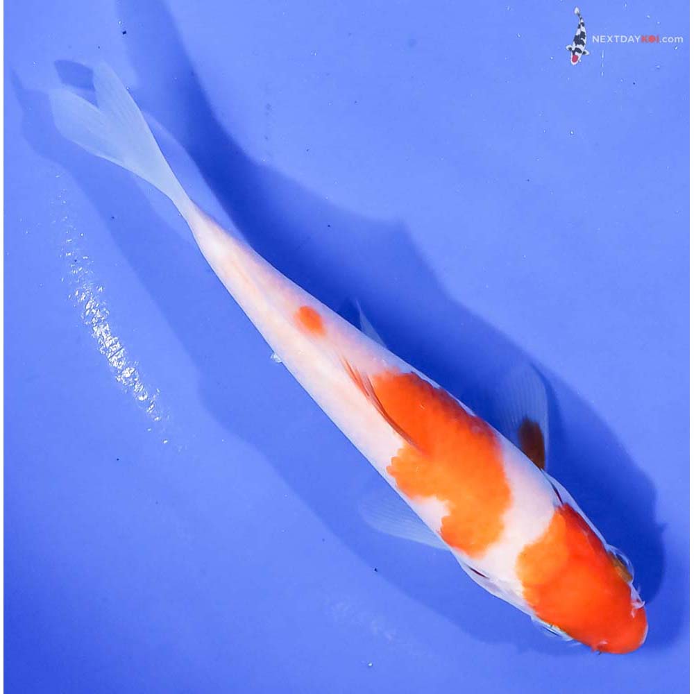 5.5” Imported Kohaku