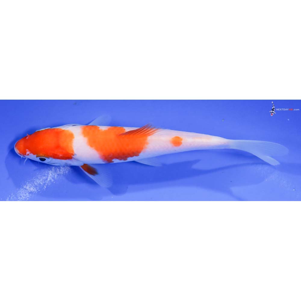 5.5” Imported Kohaku
