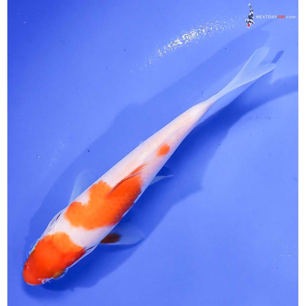 5.5” Imported Kohaku