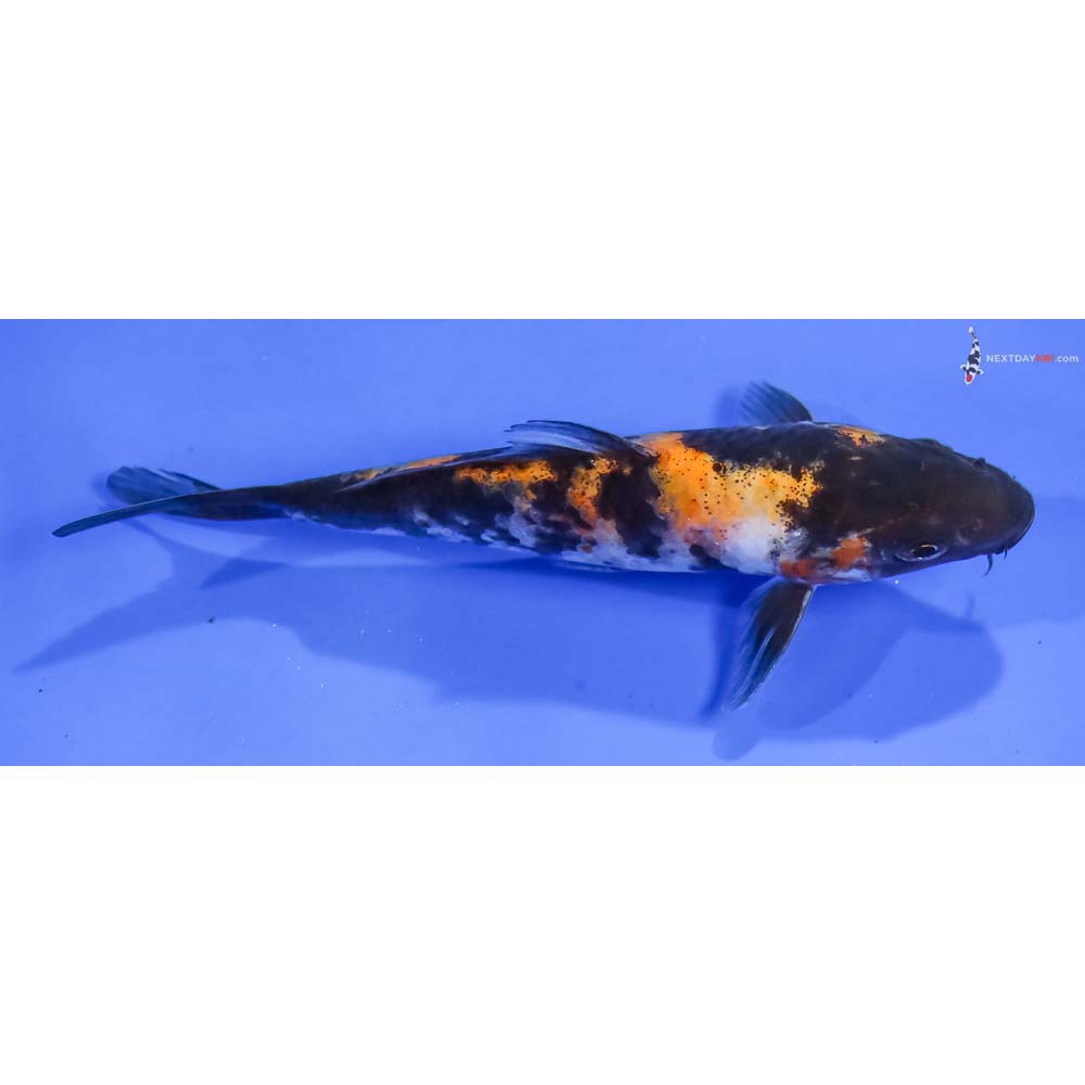 5” Imported Hi Showa