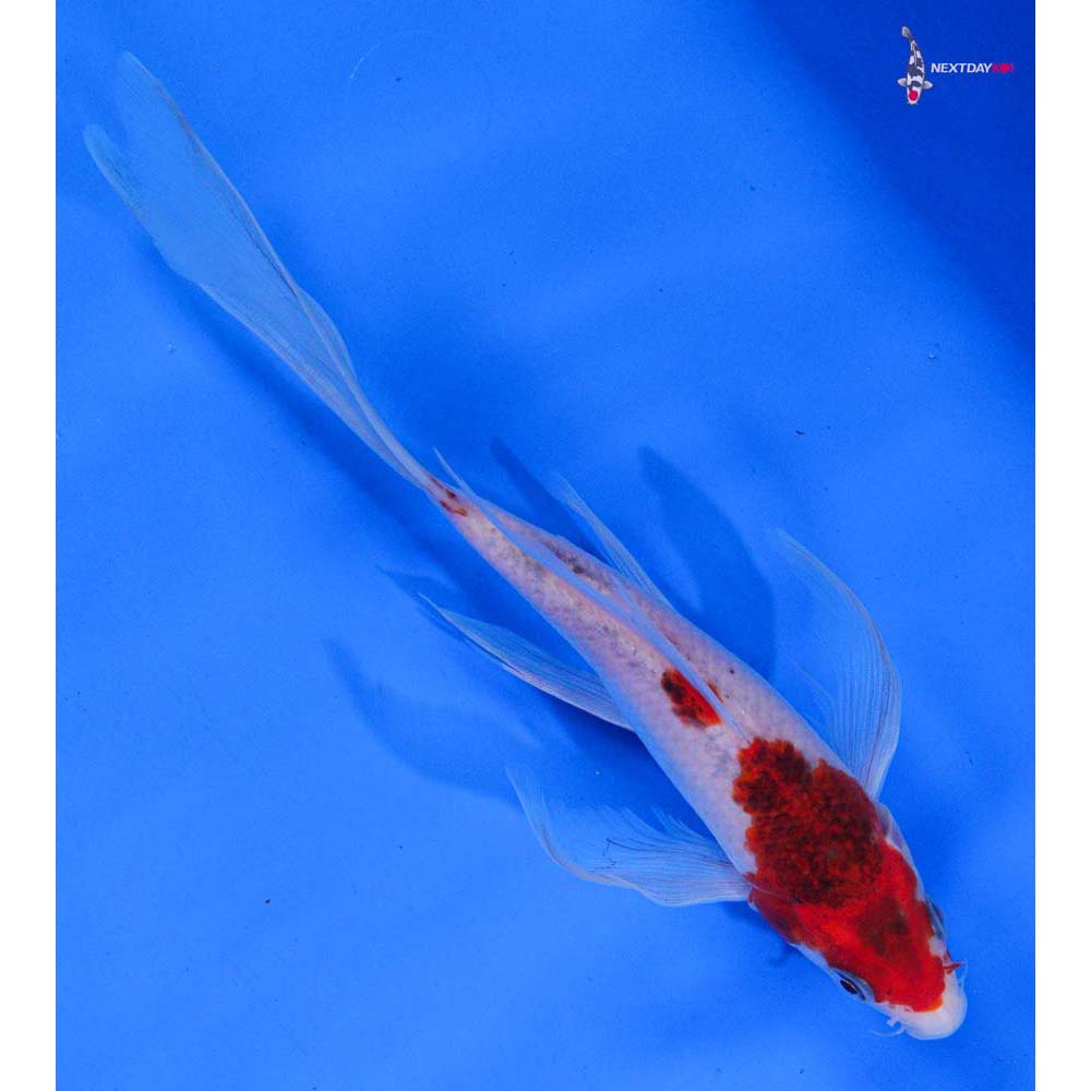 7” Imported Goromo Butterfly Koi