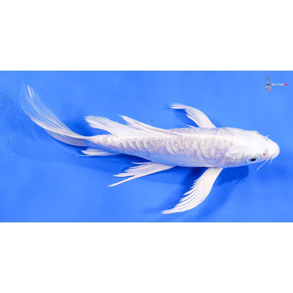 8” Imported Doitsu Platinum Ogon Butterfly Koi