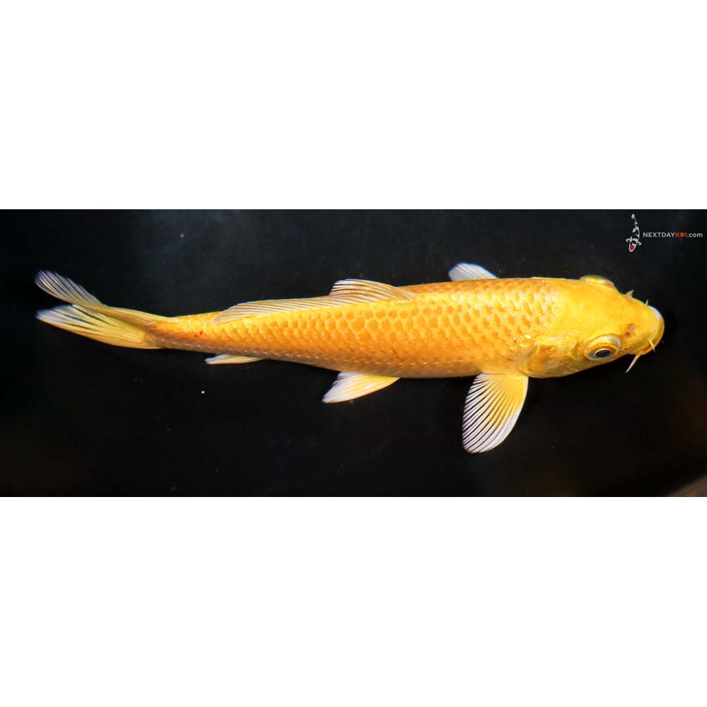 6.5” Imported Yamabuki Ogon