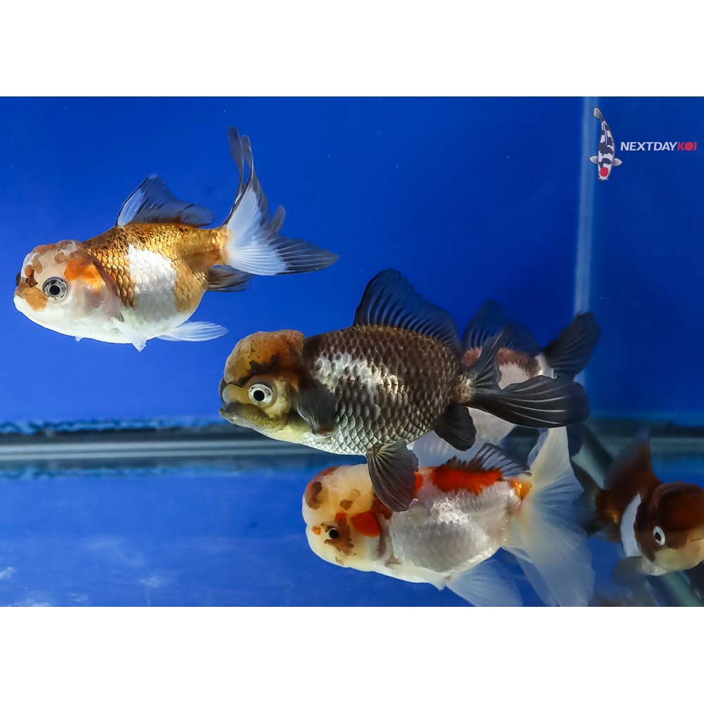 Lot of (5) 2.5-3.5” Imported Panda Oranda