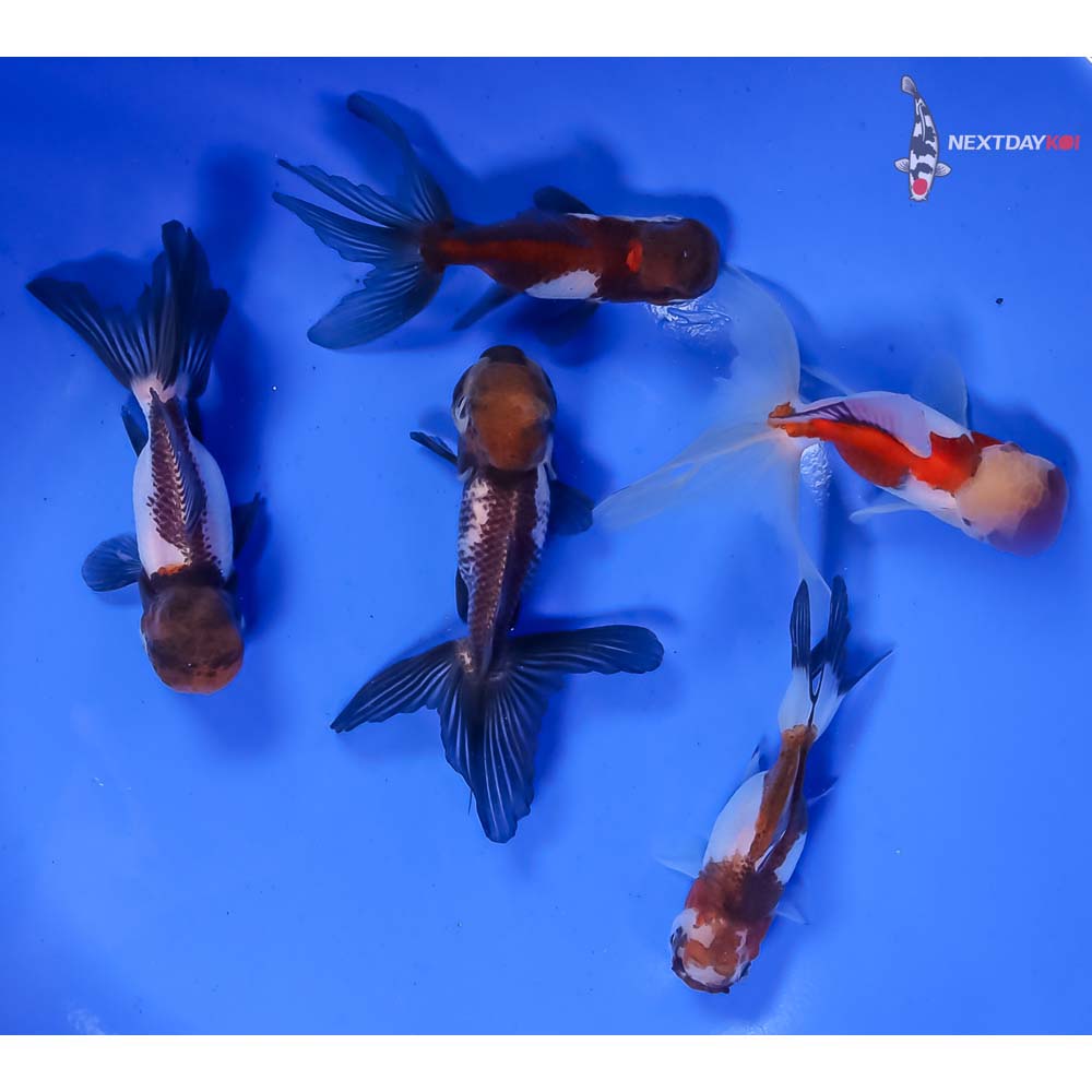 Lot of (5) 2.5-3.5” Imported Panda Oranda