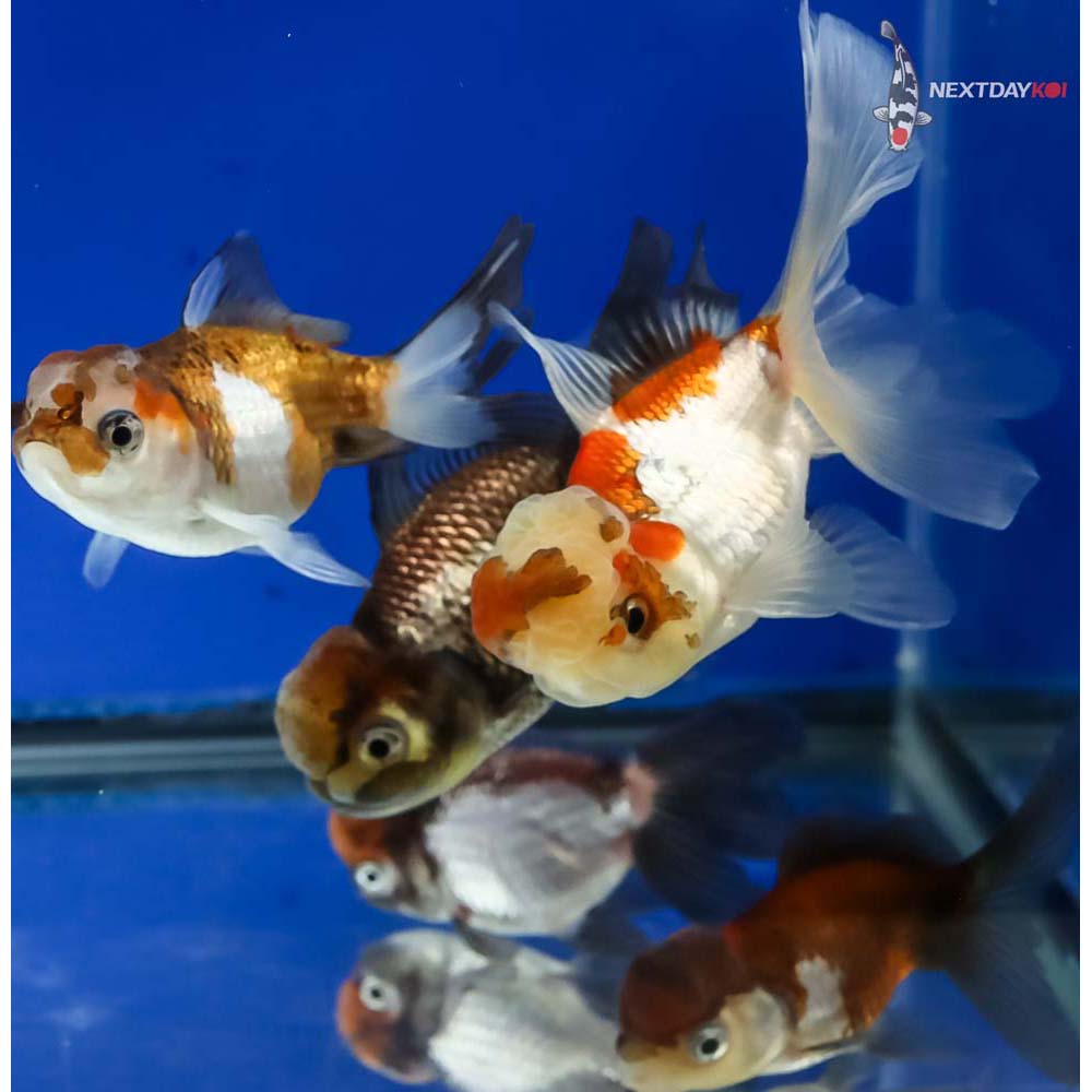 Lot of (5) 2.5-3.5” Imported Panda Oranda
