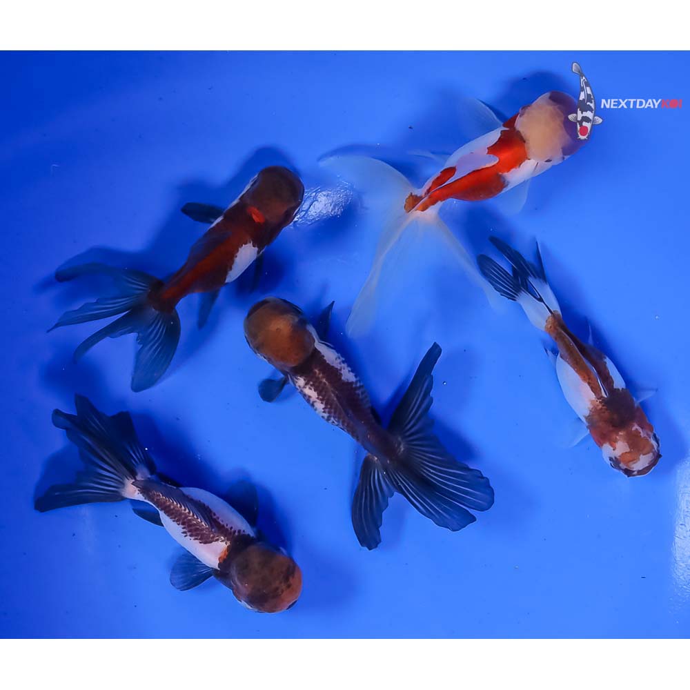 Lot of (5) 2.5-3.5” Imported Panda Oranda