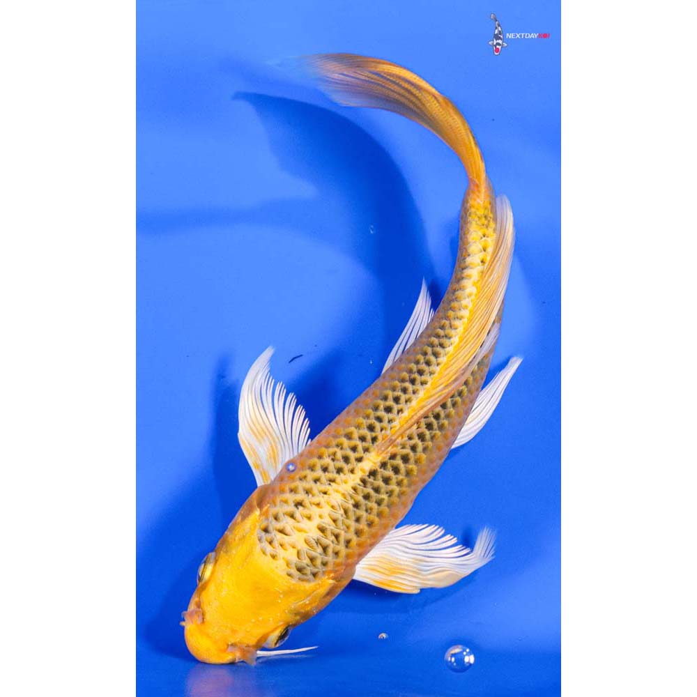 7” Imported Ki Matsuba Butterfly Koi