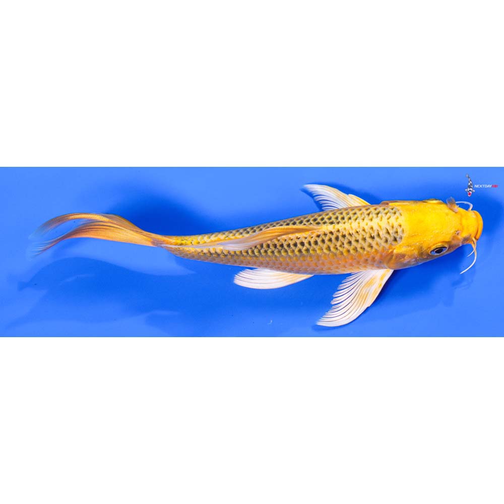 7” Imported Ki Matsuba Butterfly Koi - Image 2
