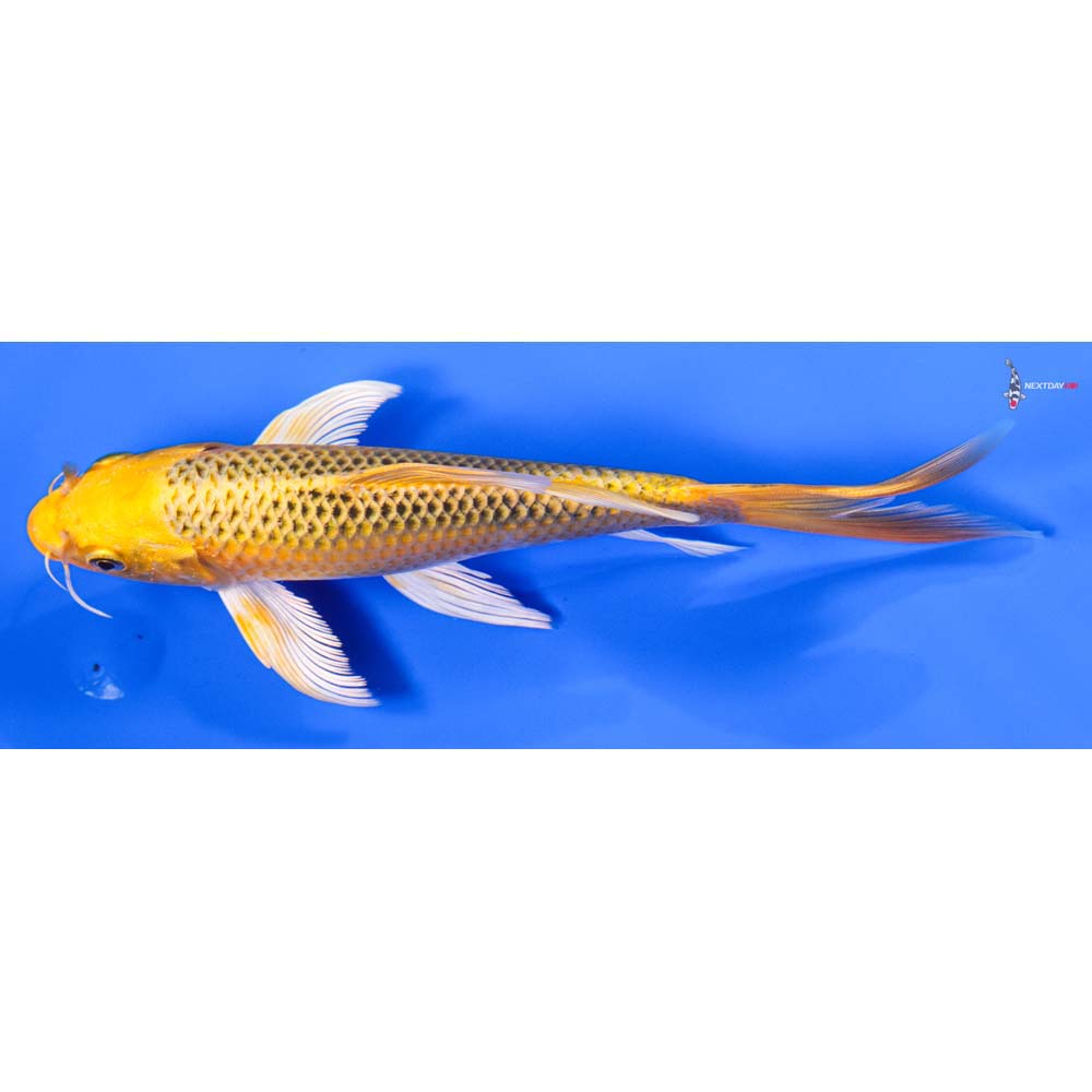 7” Imported Ki Matsuba Butterfly Koi - Image 4