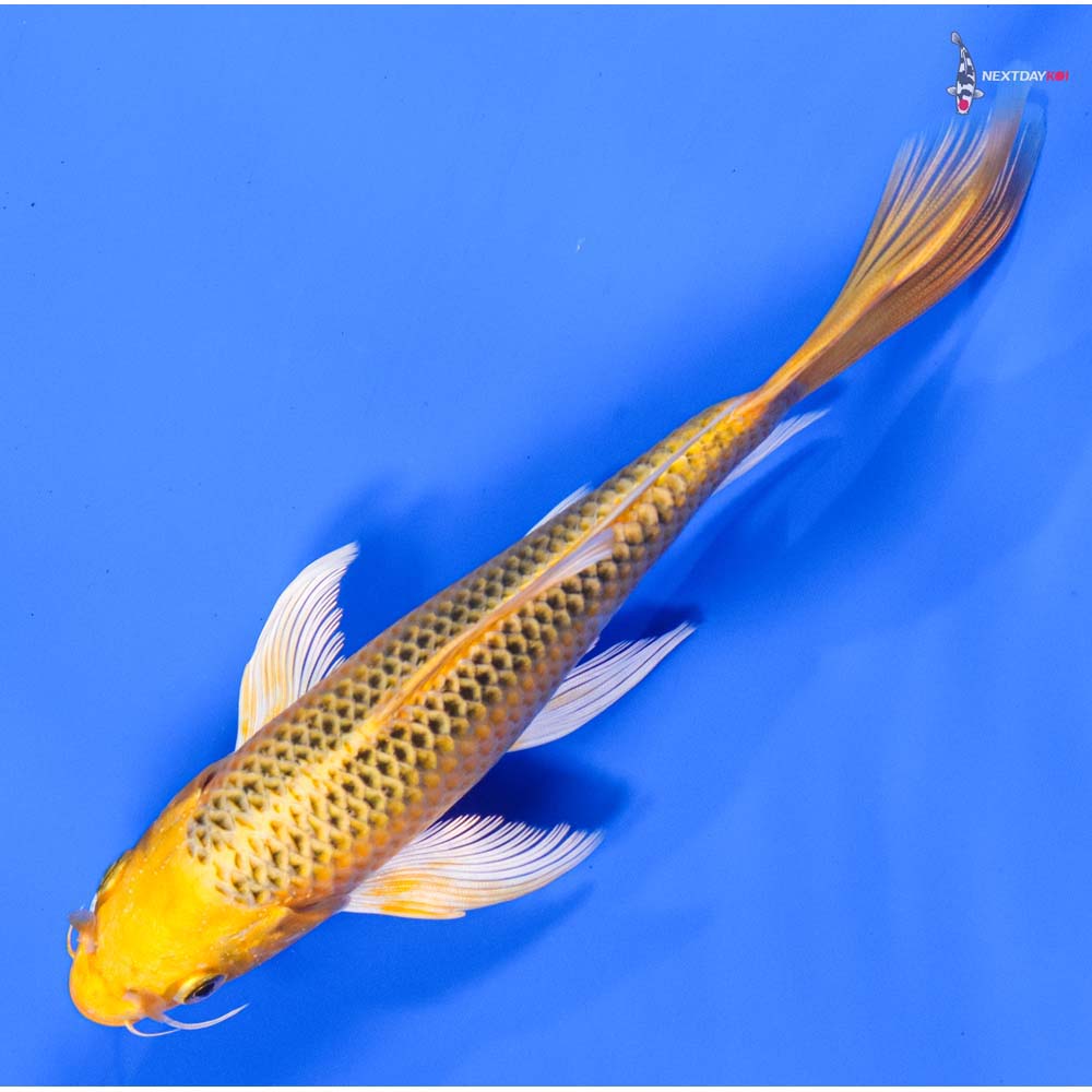 7” Imported Ki Matsuba Butterfly Koi - Image 5