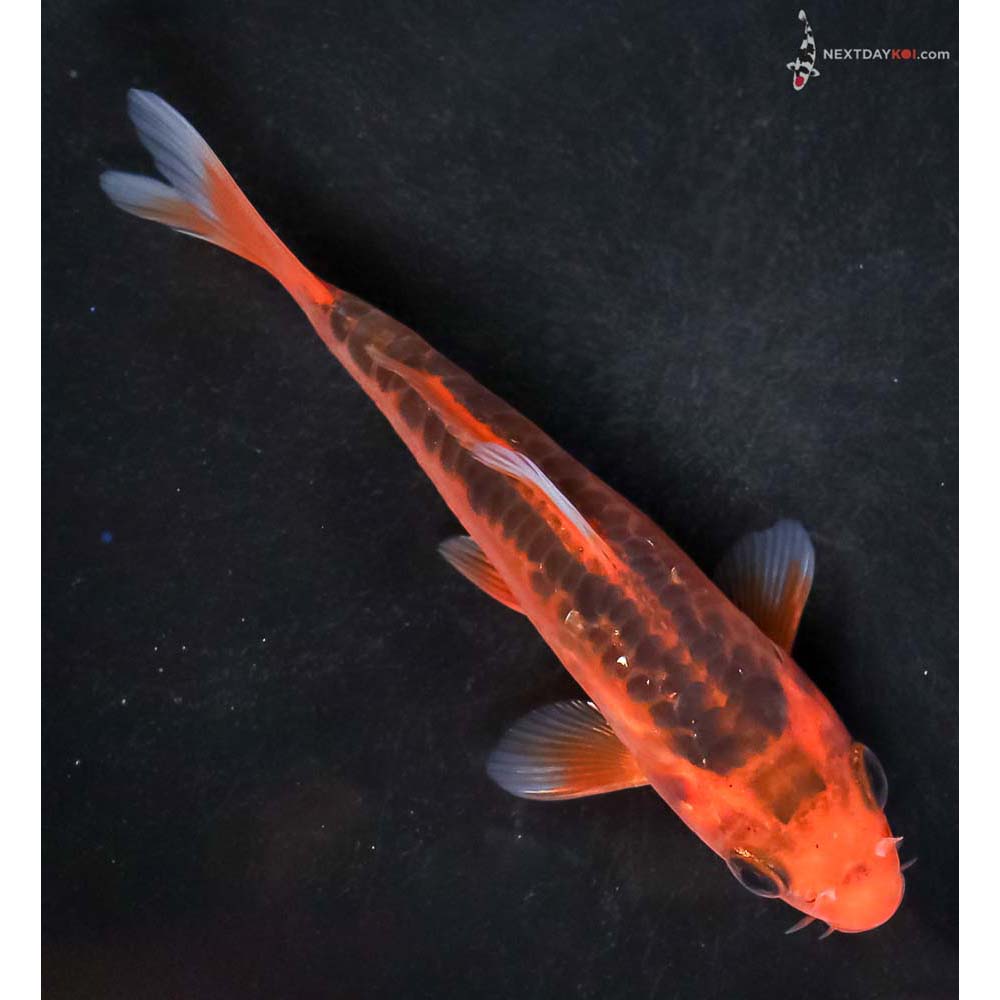 4.5” Imported Hana Shusui - Image 3