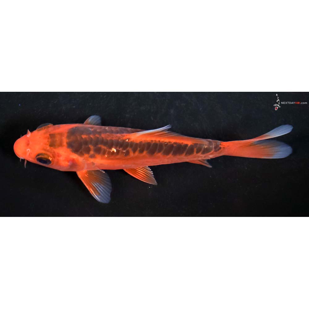 4.5” Imported Hana Shusui - Image 4