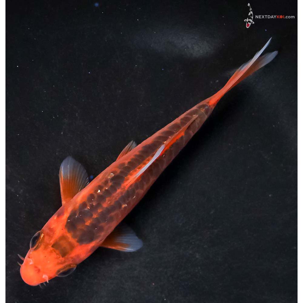 4.5” Imported Hana Shusui - Image 5