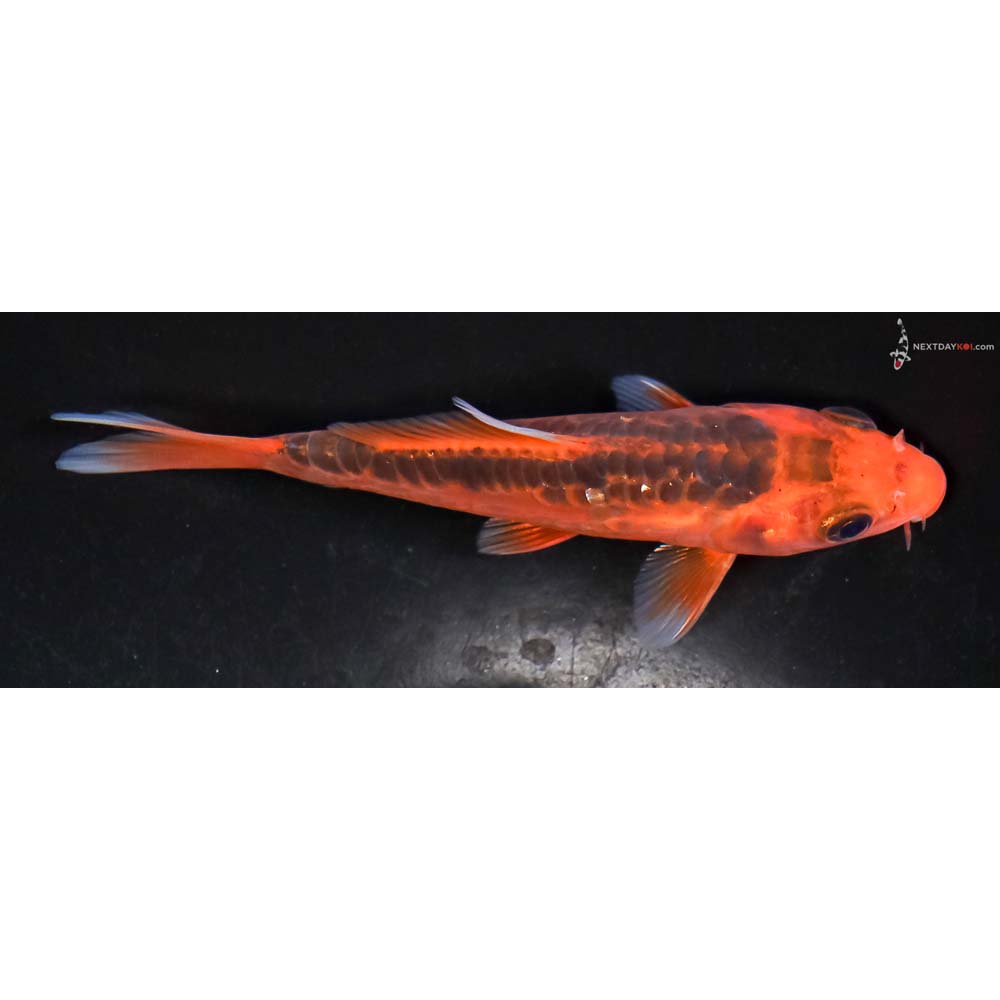 4.5” Imported Hana Shusui - Image 2