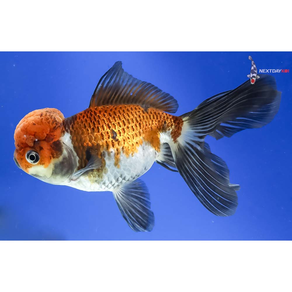 5” Imported Tri Color Panda Oranda - Image 2